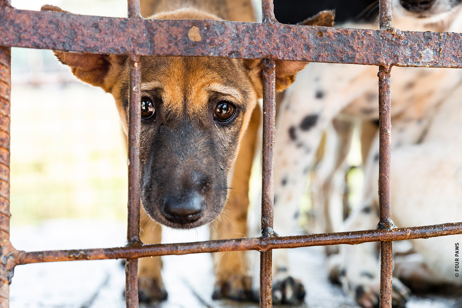 End the dog and cat meat trade FOUR PAWS